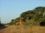 safrica05_image7.jpg
